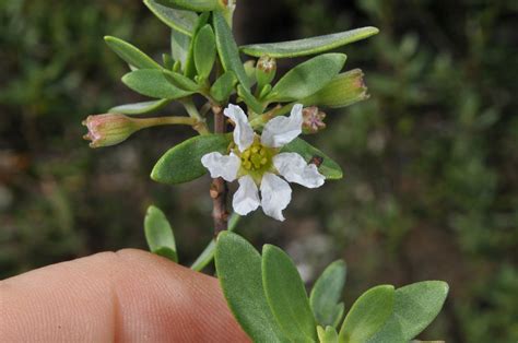 Pemphis acidula (Lythraceae) image 86671 at PhytoImages.siu.edu