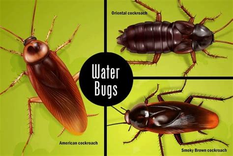 Waterbugs Vs Roaches | How To Tell The Difference - Green Garden Facts