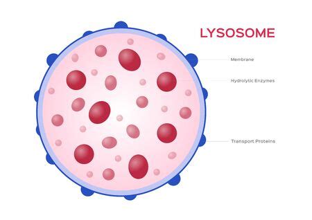 Vector of Lysosome Hydrolytic enzymes - ID:135688586 - Royalty Free ...