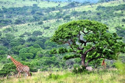 Game drives at Phalaborwa Gate in Kruger National Park - Kruger ...