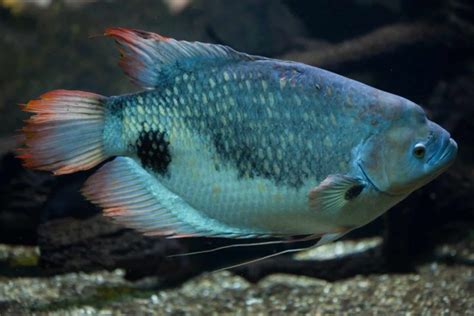 Blue Gourami - Tankmates, Size, Lifespan, Feeding and Care