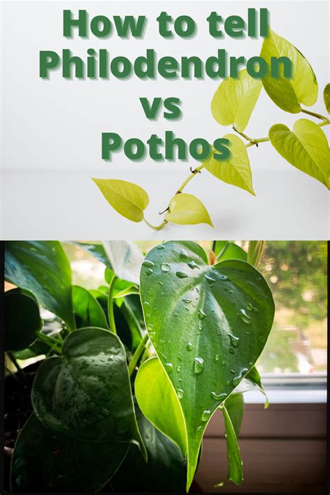 There are multiple differences that can help you identify philodendron vs pothos varieties ...