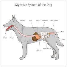 Symptoms Of Intestinal Blockage In A Dog - Gegu Pet