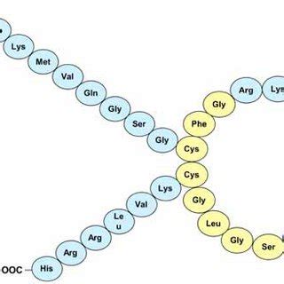 The structure of atrial natriuretic peptide. | Download Scientific Diagram