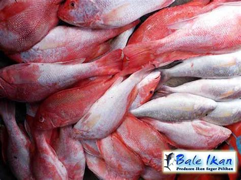 Ikan Kakap Merah Segar (fresh red snapper fish)