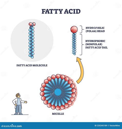 Fatty Acid Molecule with Micelle and Side View Structure Outline Diagram Stock Vector ...