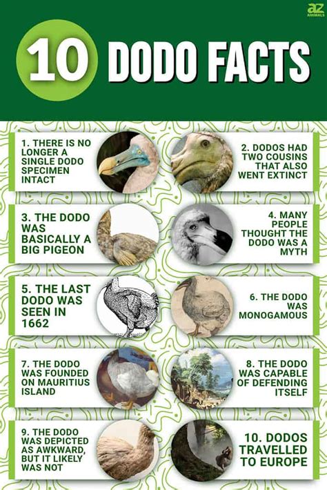 10 Incredible Dodo Facts - A-Z Animals