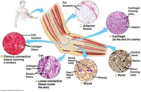 Connective Tissue Labeled