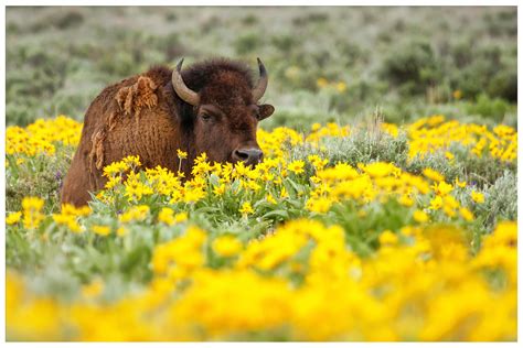 Wildlife to Watch in Yellowstone National Park