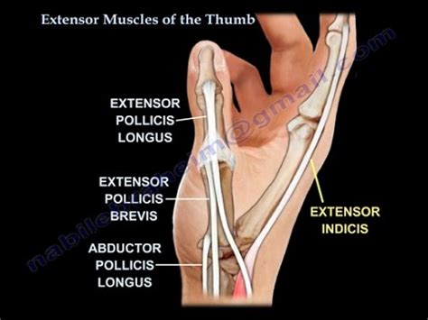 Thumb Anatomy Muscles