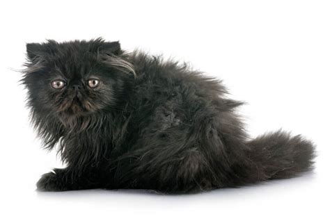 Black Persian Cat Breed - MaineCoon Companion