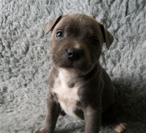 Staffordshire Bull Terrier Puppies - Puppy Dog Gallery