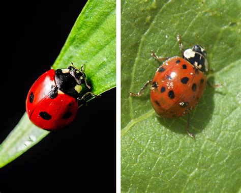 How to Get Rid of Asian Beetles: Easy Control & Prevention Guide