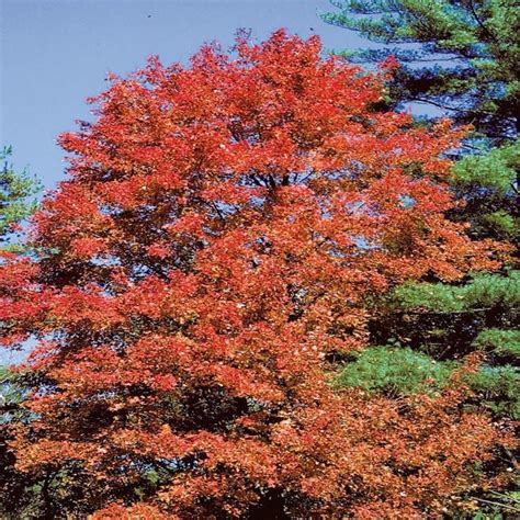 Popular Missouri trees and how they change in the fall | News ...