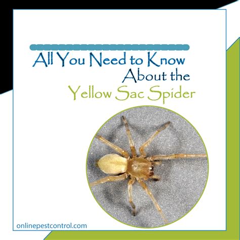 Yellow Sac Spider Bite Symptoms