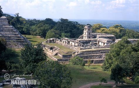 Palenque mayan ruins Photos, Palenque mayan ruins Images, Nature Wildlife Pictures | NaturePhoto