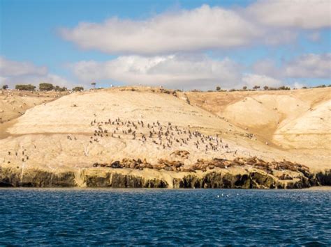 Puerto Madryn Argentina with Kids: A Wildlife Safari in Patagonia ...