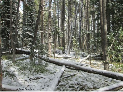 American Marten Habitat and Den Sites - Winterberry Wildlife