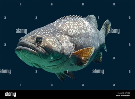 dunkler riesenzackenbarsch, epinephelus lanceolatus Stock Photo - Alamy