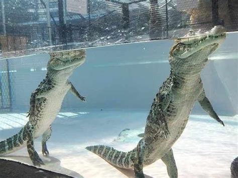 This Is How Alligators Walk Underwater - 3 Pics - TinyAdda | Reptiles pet, Crocodiles, Reptiles ...