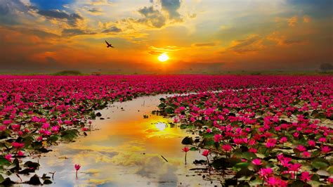 Lotus Flowers Wallpapers | HD Wallpapers | ID #19484