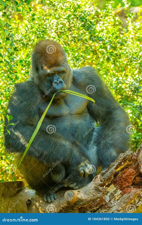 Gorilla in nature Congo stock photo. Image of beast - 104361850