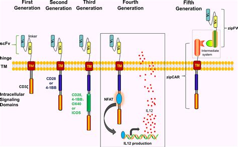 Frontiers | Obstacles and Coping Strategies of CAR-T Cell Immunotherapy in Solid Tumors