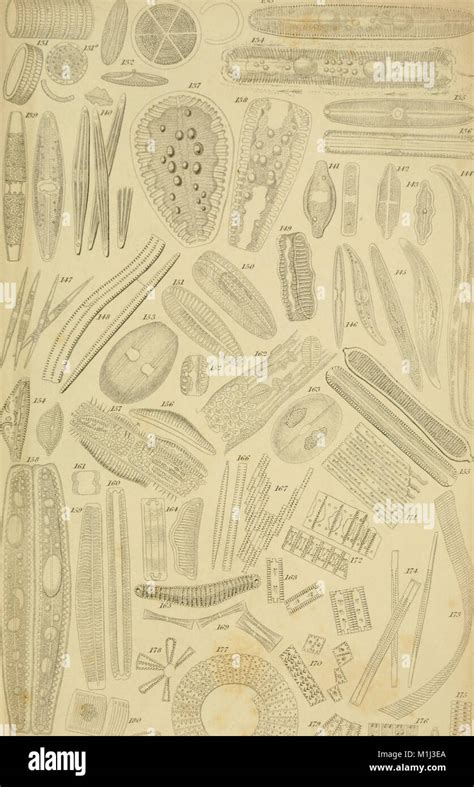 A general history of animalcules, including their appearances and localities and the methods of ...