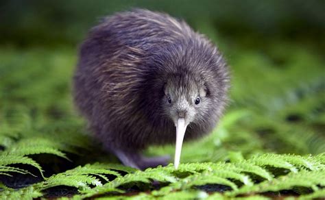 Kiwi, National New Zealand Bird - Blog In2English