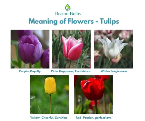 Tulip Meaning And Symbolism, 47% OFF | tuyensinh.cdtm.edu.vn