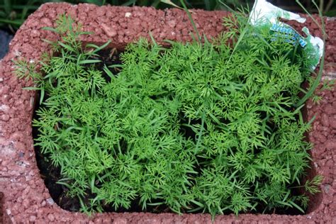 Growing Dill in Pots - Open Grower