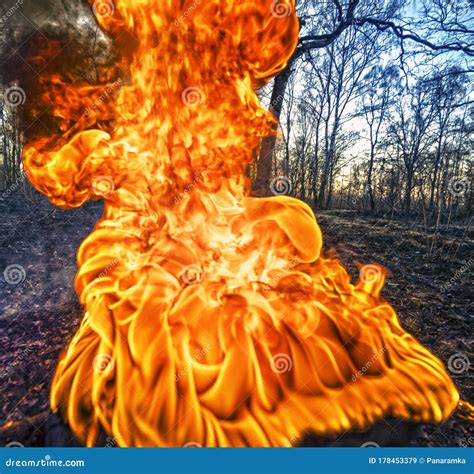 Burning Forests and Fields, HDR Stock Image - Image of climate, inferno ...