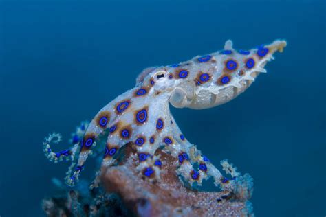 The Blue Ring Octopus | Lembeh Resort