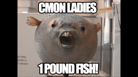 1 pound fish song remix - YouTube