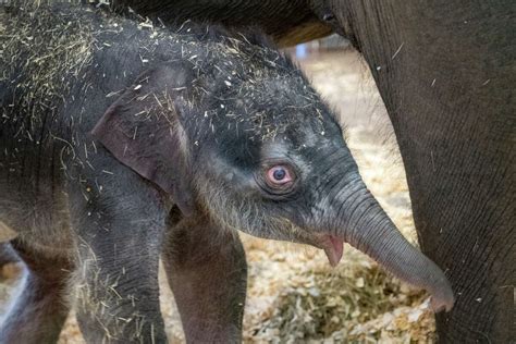 Houston Zoo welcomes new baby elephant named Nelson