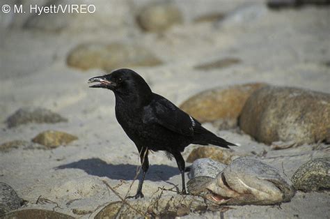 American Crow h02-4-283.jpg