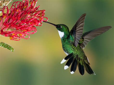 The awesome strength of a hummingbird | Science | AAAS