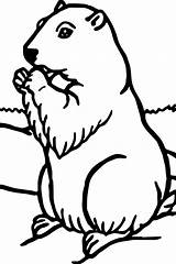 Groundhog Coloring Pages  Best For Kids Animal sketch template