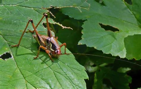 Jumping Insect - Grasshopper Just Before the Big Leap