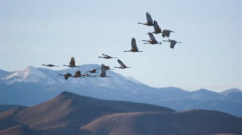 How Do Birds Find Their Way Back Home in the Spring?