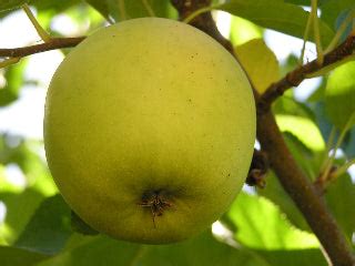 Goldrush Apple Tree – Trees of Antiquity