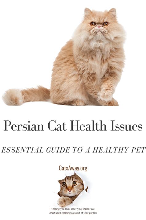 Persian Cat Health Issues: Essential Guide To a Healthy Pet