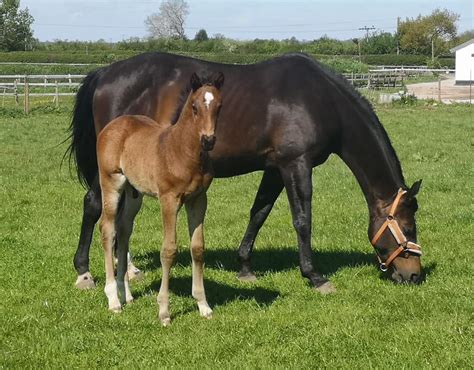 Warmblood Foals - Stable Express