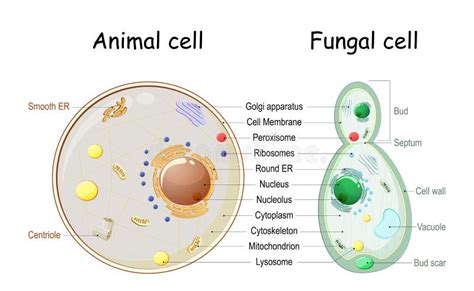 Fungal Cell Structure Fungi Hyphae With Septa Stock