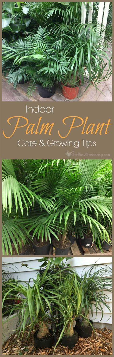 Palm plants are indoor tropical plants that will thrive for years when given the proper care ...