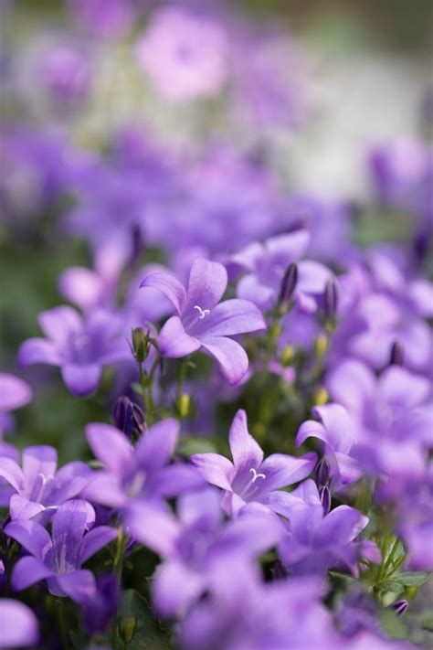 Pretty Purple Gardens Ideas - Blooming Anomaly