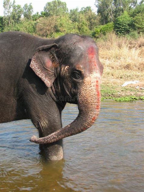 Indian Elephant Taking a Bath in the River. Stock Photo - Image of ...