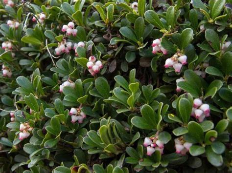 I really love this good looking dwarf shrubs #dwarfshrubs | Small ...