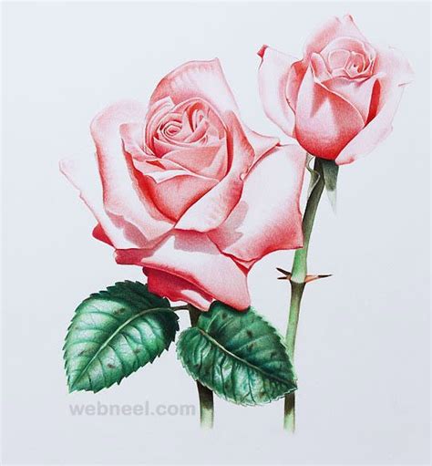 45 Beautiful Flower Drawings and Realistic Color Pencil Drawings ...