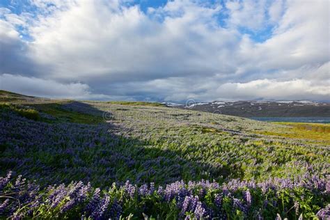 Arctic lupine bud stock photo. Image of lupinus, arctic - 20046700